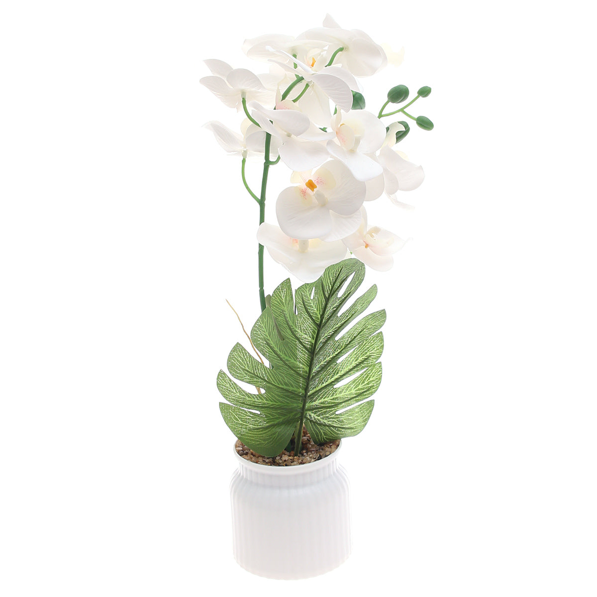 Table Plant – Orchid Arrangement – White