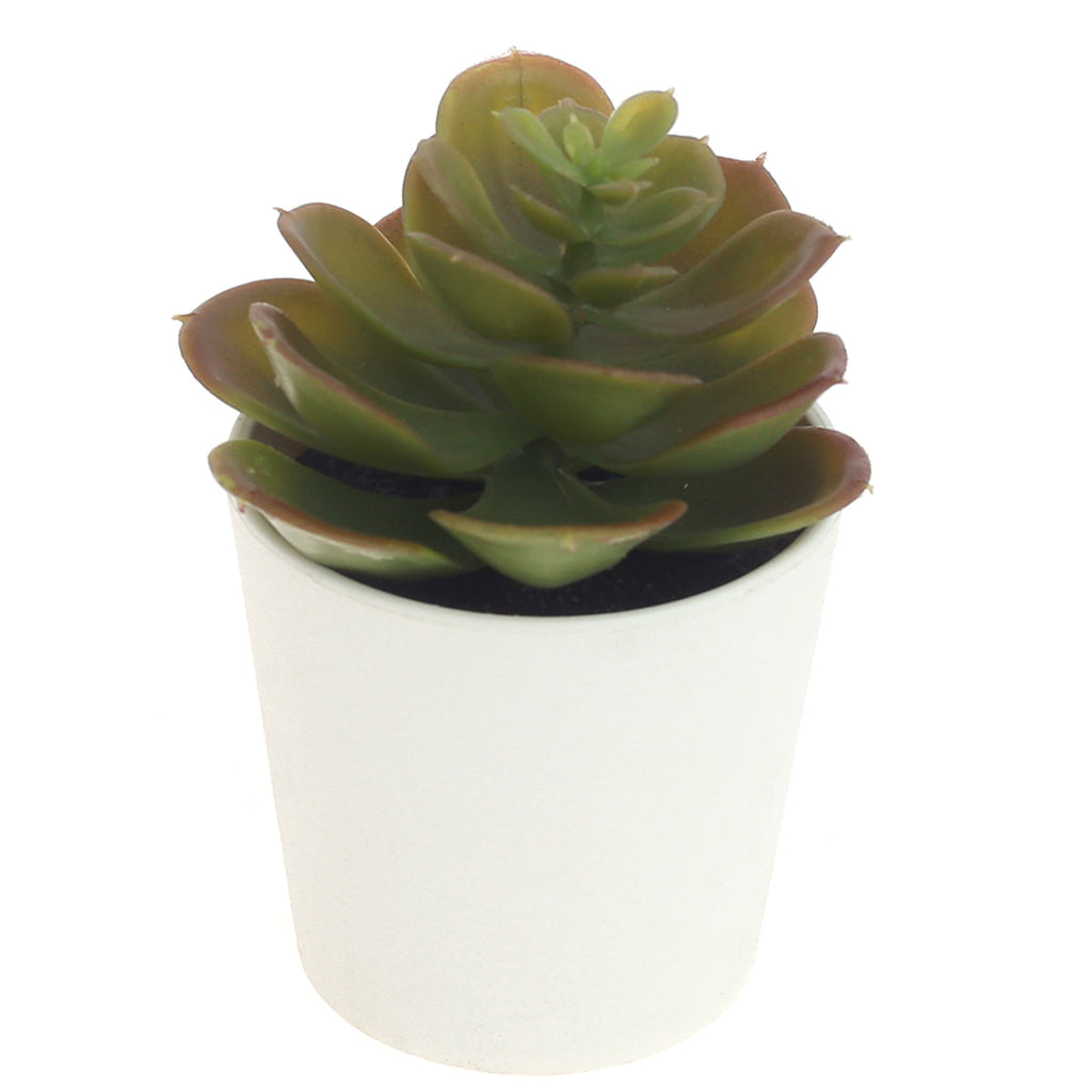small plant pot