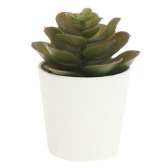 small plant pot