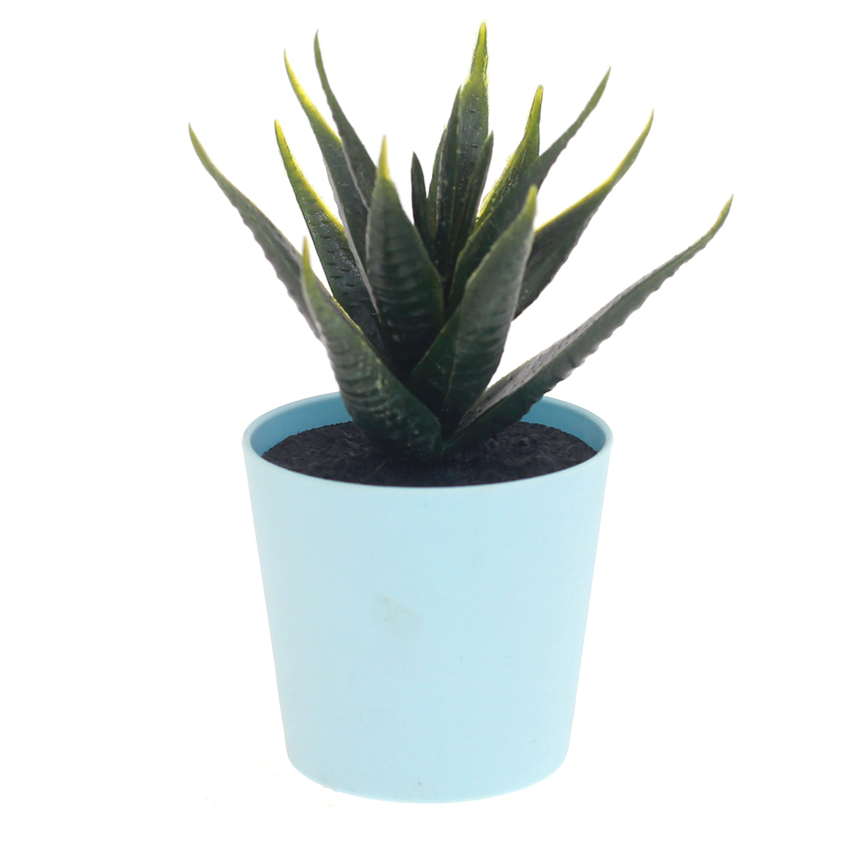 Buy 1 Get 1 Free POT SUCCULENTS ASSORTED(light blue) - Habitt
