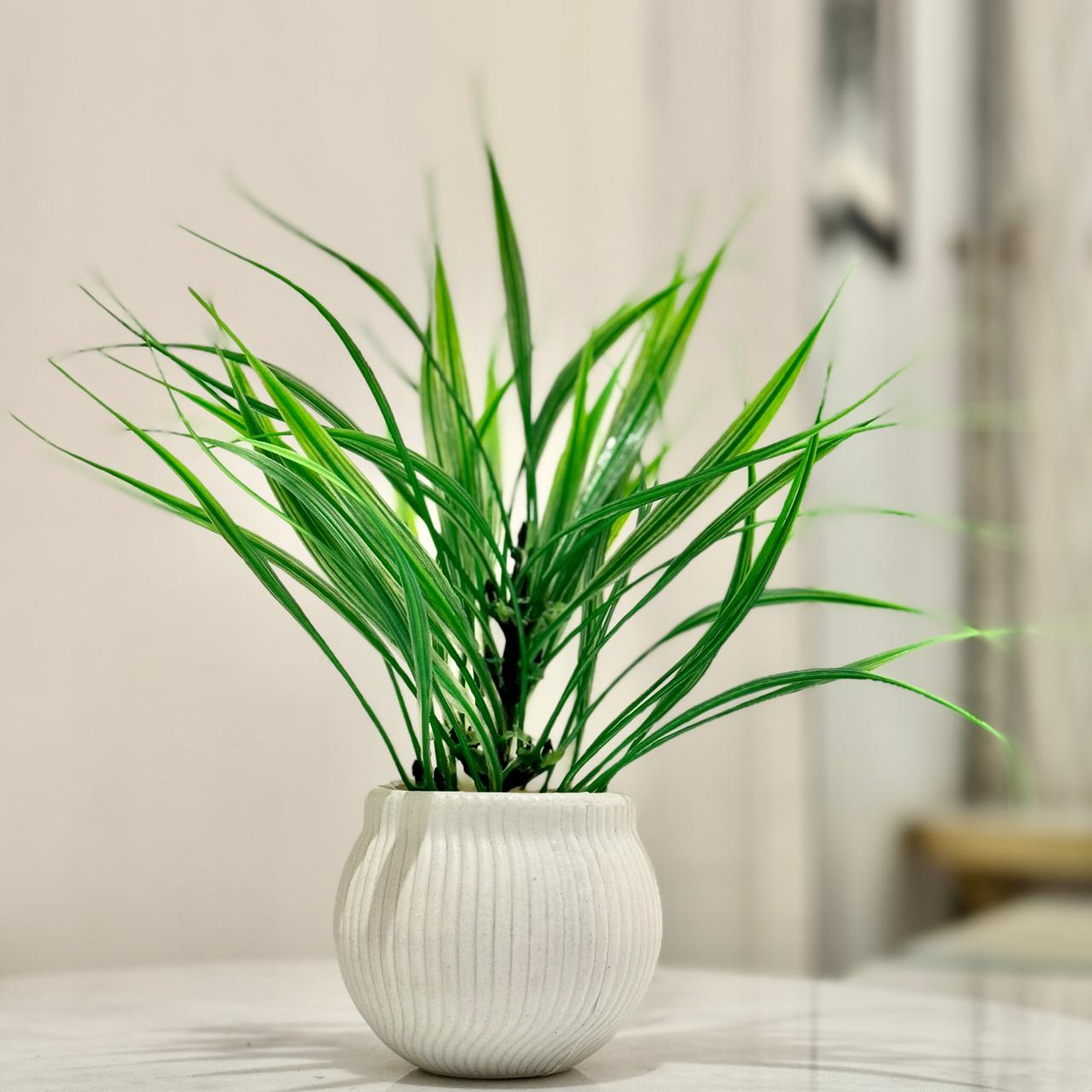 Miniature Tree planter for Home and Office Décor